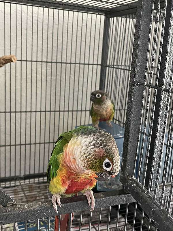 conure-for-sale-in-clermont-fl