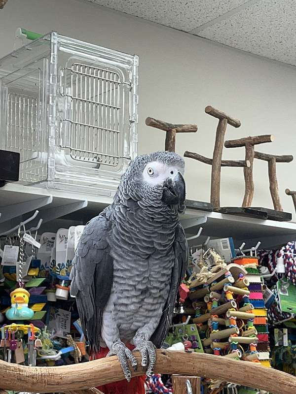 african-grey-parrot-for-sale