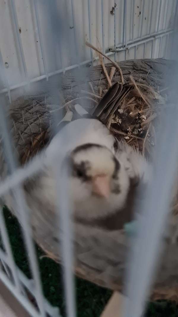 White & Black (Opio) Fife Canary