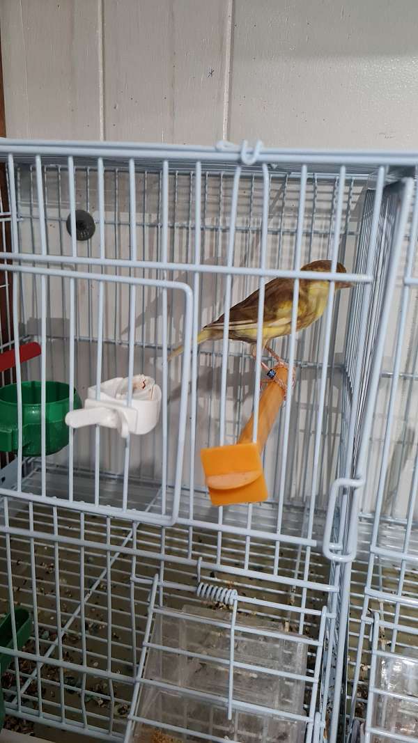 canary-for-sale