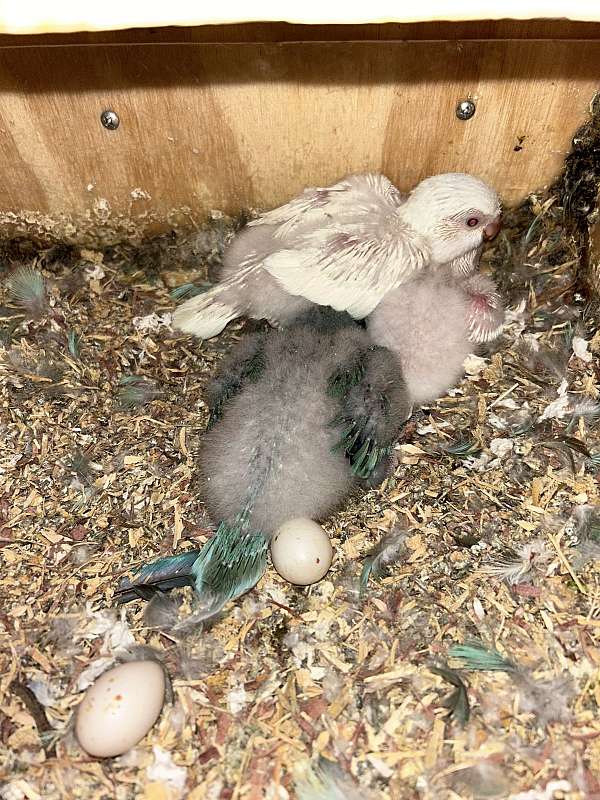 albino-blue-bird-for-sale-in-cypress-tx