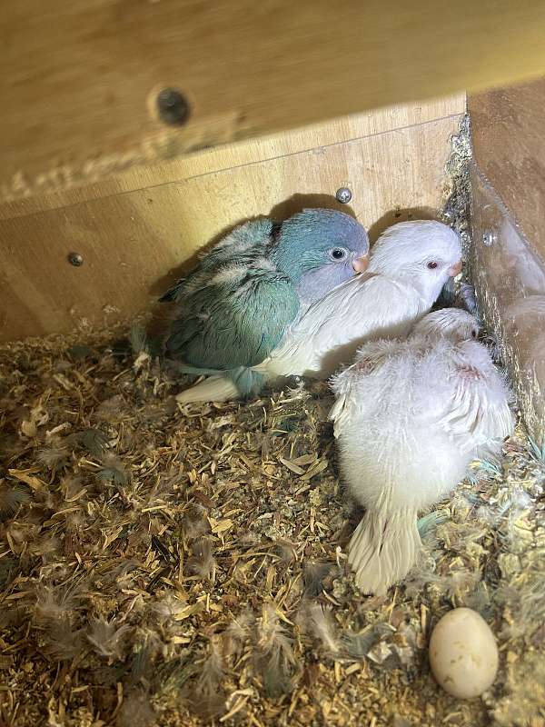 quaker-parrots-for-sale