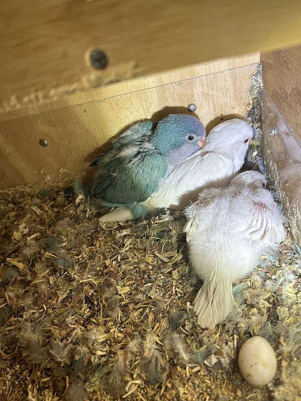 baby-quaker-parrots-for-sale