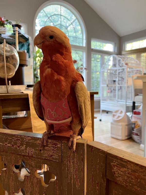 rose-bird-for-sale-in-gainesville-va