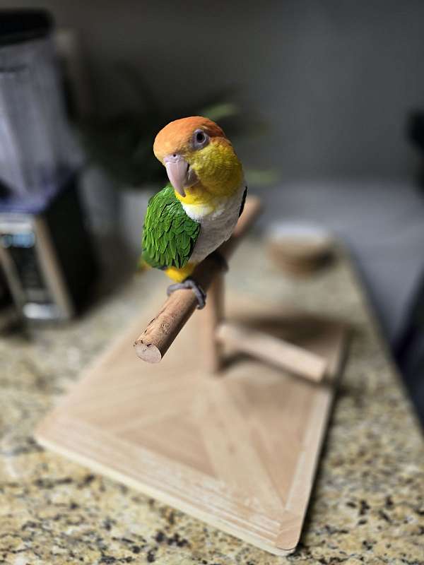 caique-for-sale