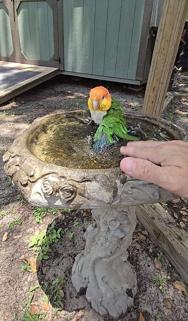 caique-for-sale-in-florida