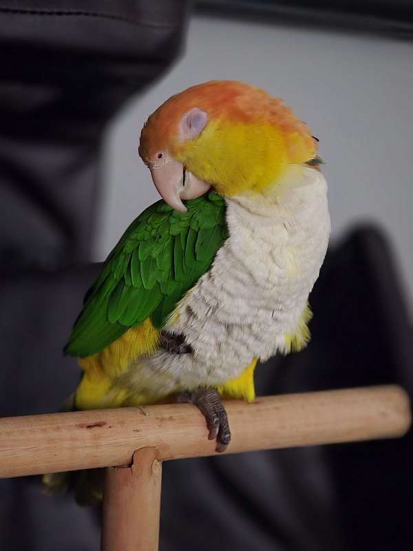 adult-caique-for-sale