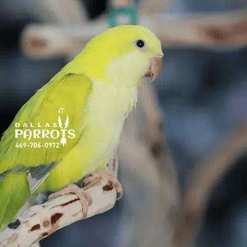 Quaker Parrot Fancy Color