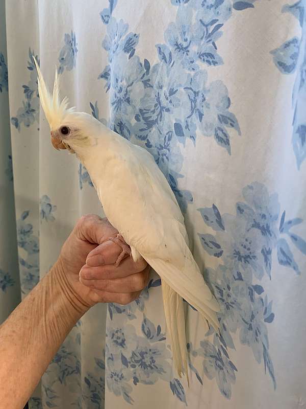 cockatiel-for-sale