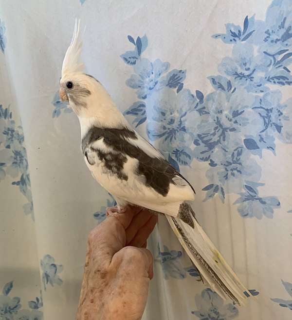 grey-pied-bird-for-sale-in-pittsburgh-pa