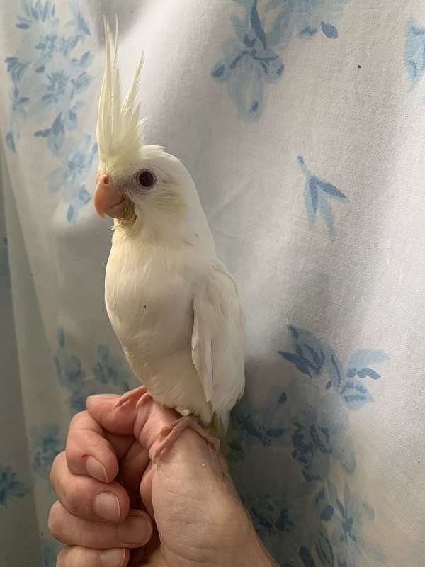 cockatiel-for-sale