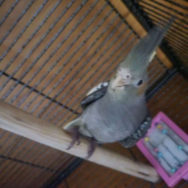 grey-purple-cockatiel-for-sale