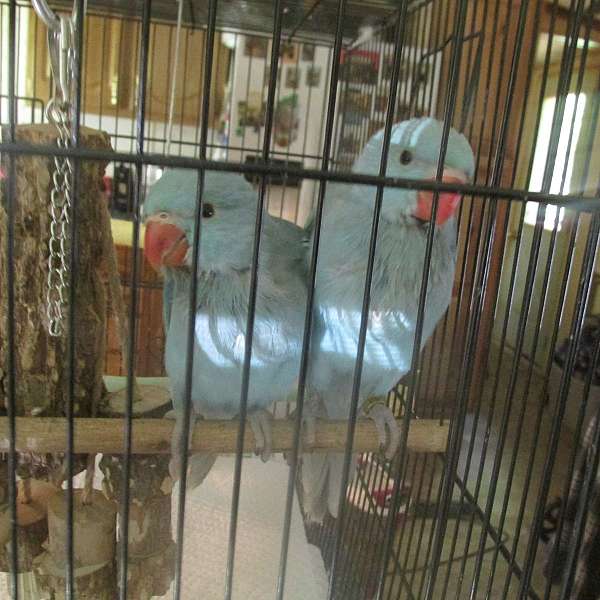 parakeet-for-sale