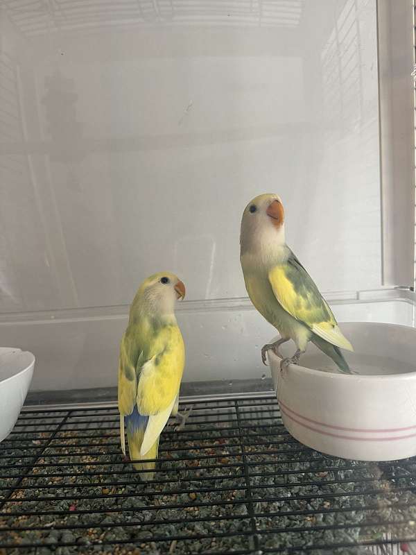 cute-exotic-peach-faced-lovebird-for-sale