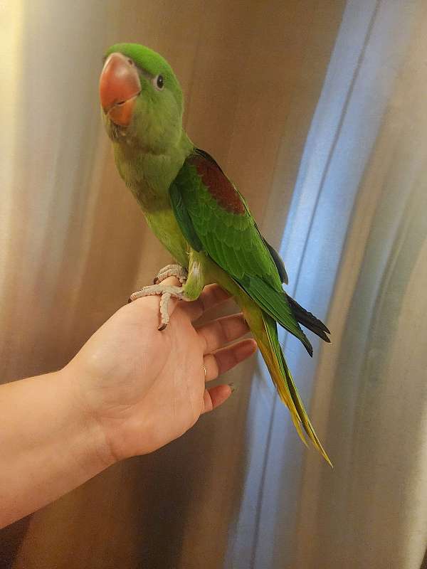 alexadrine-parakeet-for-sale-in-farragut-tn