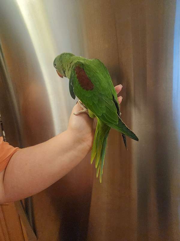 cute-bird-for-sale-in-farragut-tn