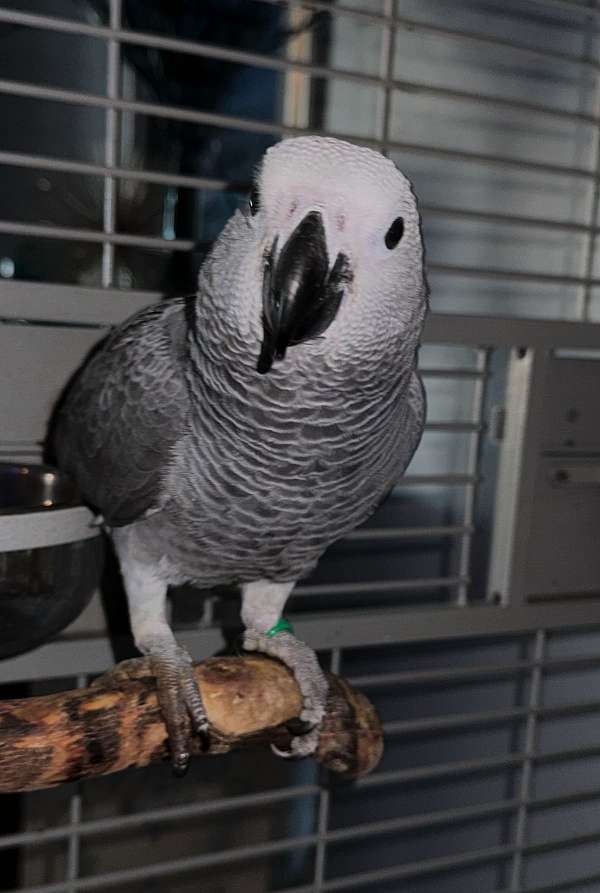 congo-african-grey-parrot-for-sale