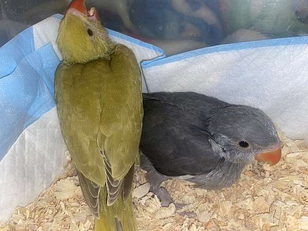 ringneck-parakeet-for-sale