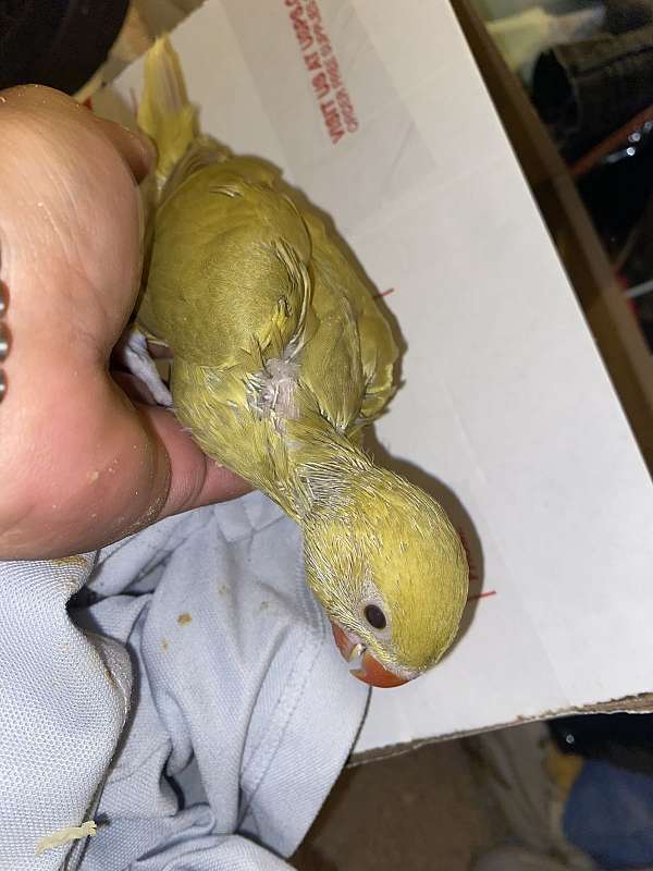 ringneck-parakeet-for-sale