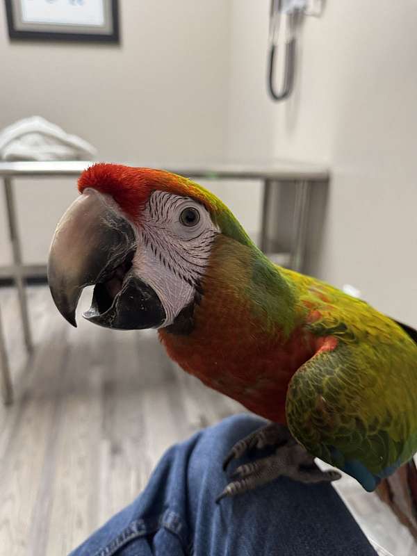 hybrid-macaw-for-sale