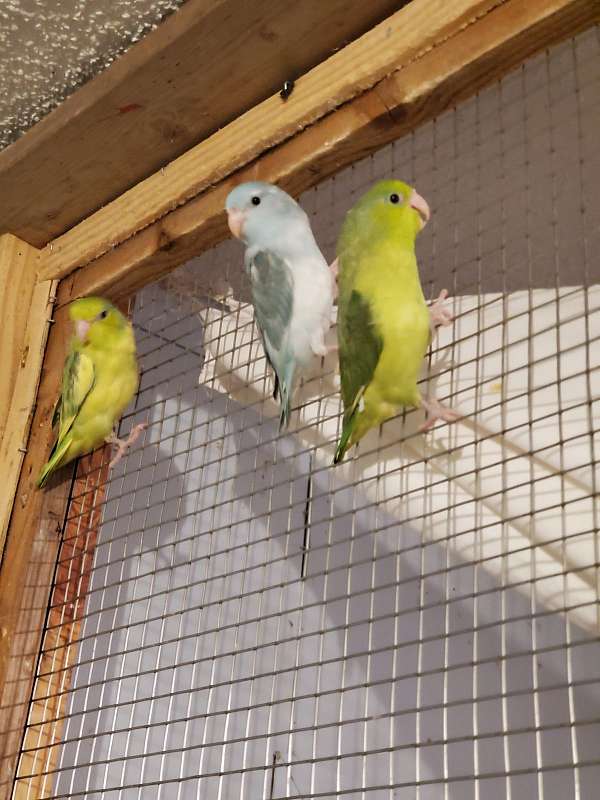 parrotlet-for-sale-in-mountain-grove-mo