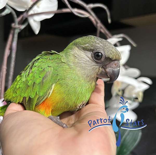 senegal-poicephalus-parrots-for-sale