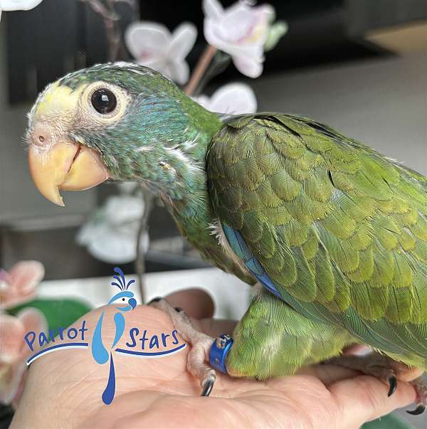 house-trained-white-capped-pionus-parrots-for-sale