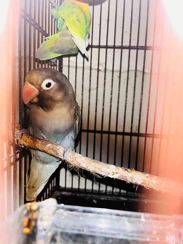 lovebird-for-sale