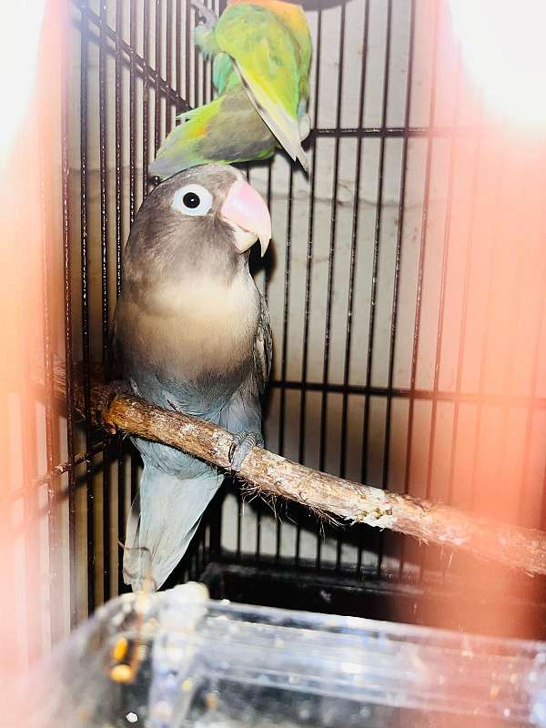 lovebird-for-sale-in-bethlehem-pa