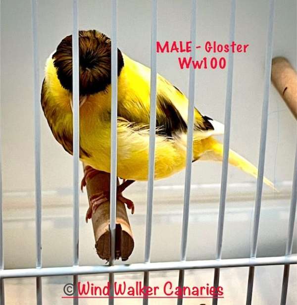 gloster-canary-for-sale