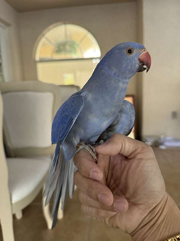 parrot-for-sale