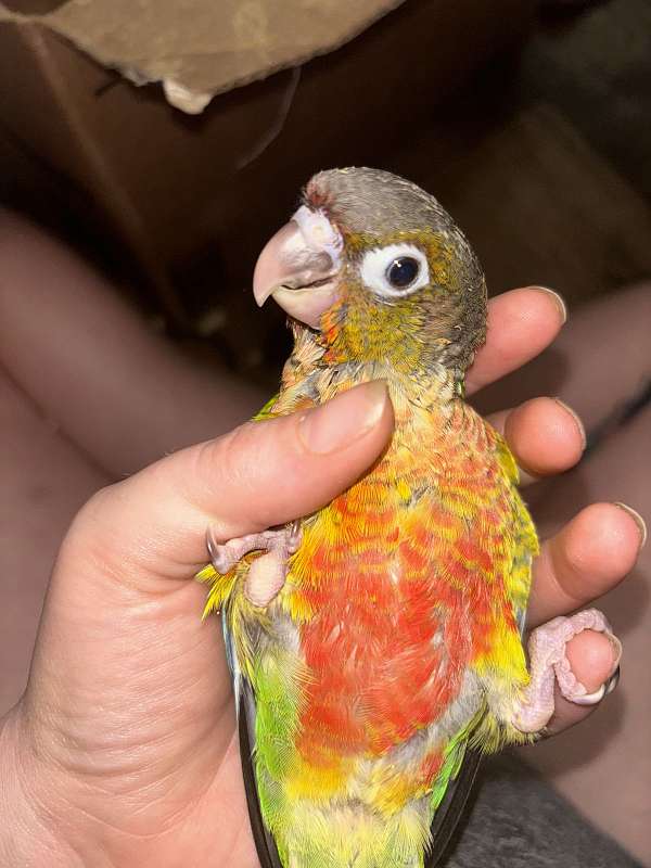 YellowSided Green Cheek Conures