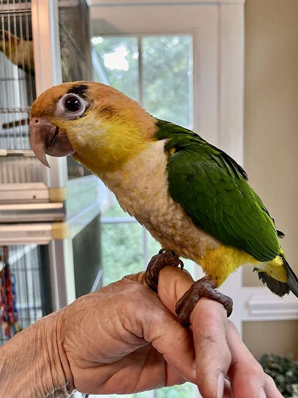 male-bird-for-sale-in-fuquay-varina-nc