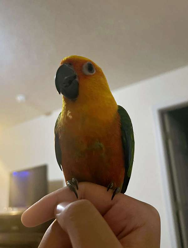 jenday-conure-for-sale-in-monroe-oh