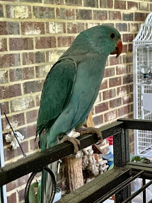 ringneck-parakeet-for-sale-in-fuquay-varina-nc