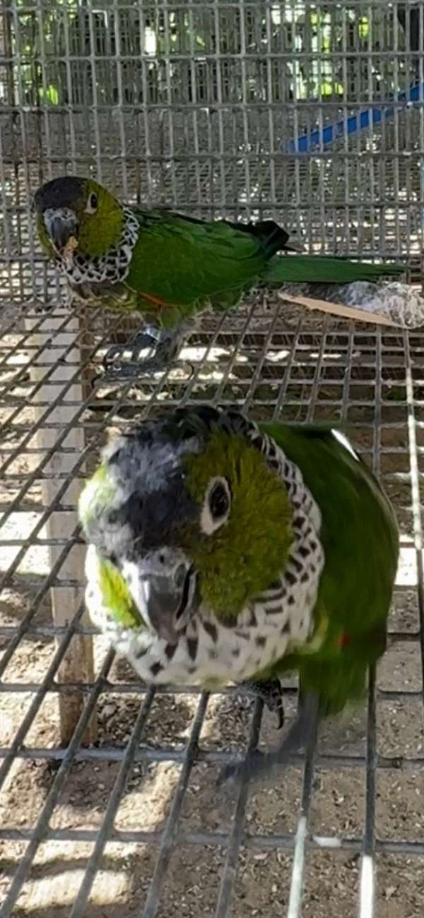 black-capped-conure-for-sale