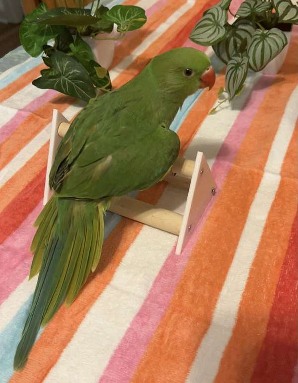 ringneck-parakeet-for-sale