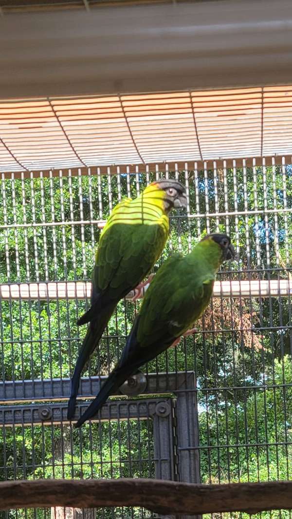 black-capped-conure-for-sale