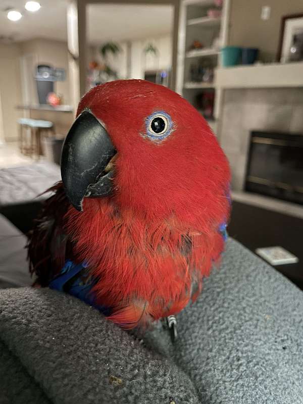 eclectus-parrots-for-sale-in-lincoln-ca