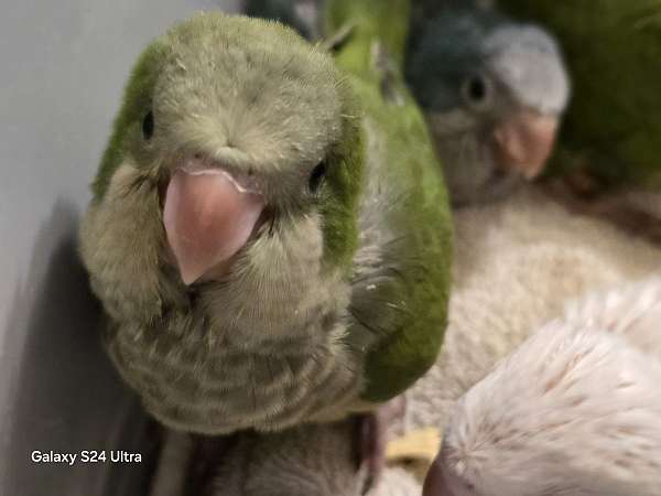 quaker-parrots-for-sale-in-ponce-de-leon-fl