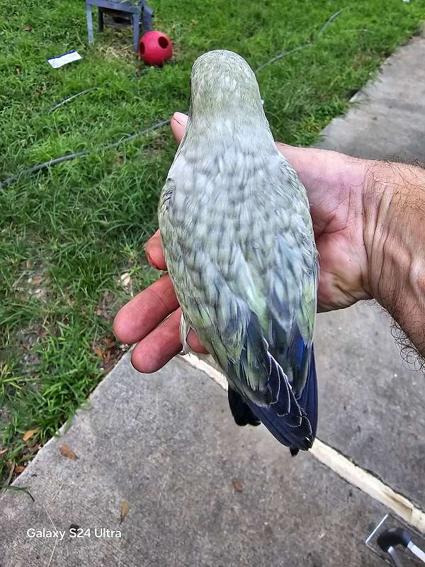 baby-bird-for-sale-in-ponce-de-leon-fl