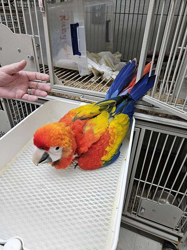 fancy-macaw-scarlet-macaw-for-sale