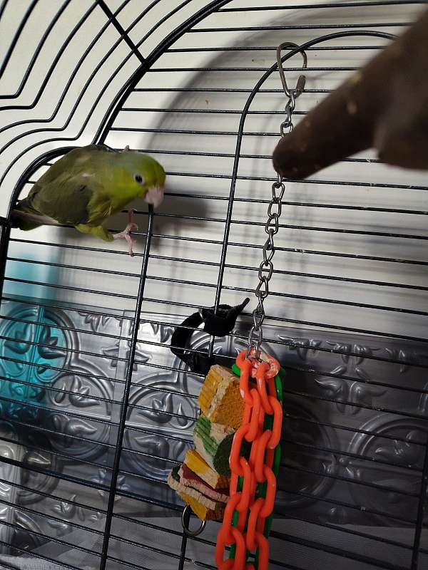 parrotlet-for-sale-in-west-warwick-ri