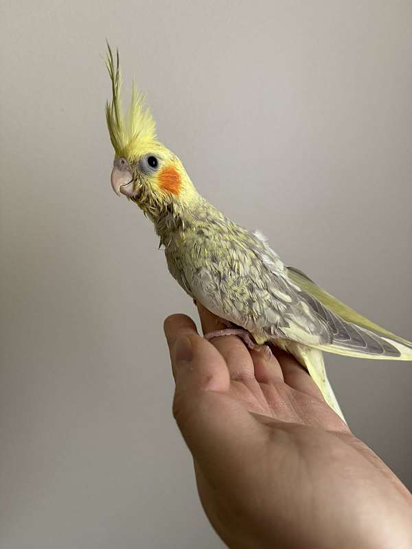 cockatiel-for-sale