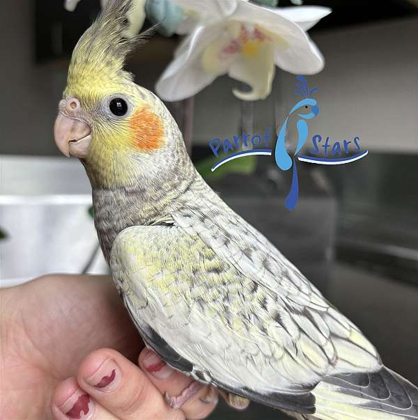 cockatiel-for-sale