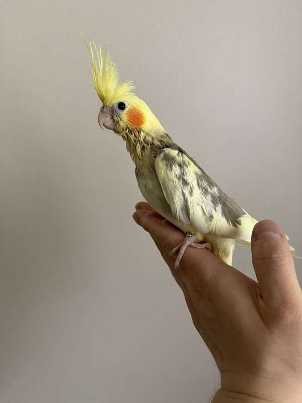 cockatiel-for-sale