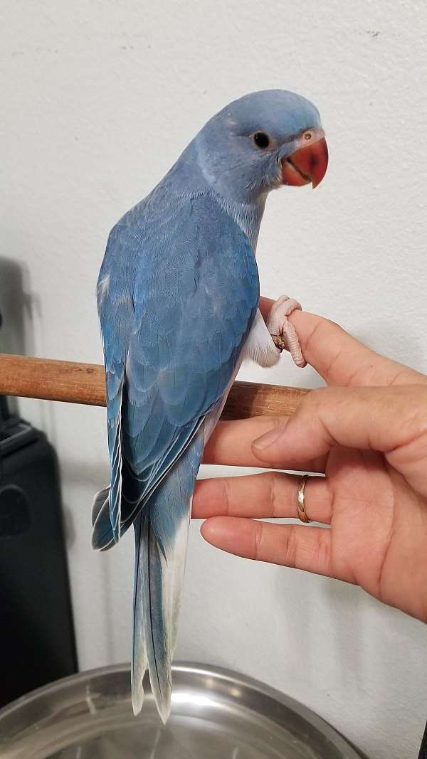 parrot-for-sale-in-santa-fe-tx