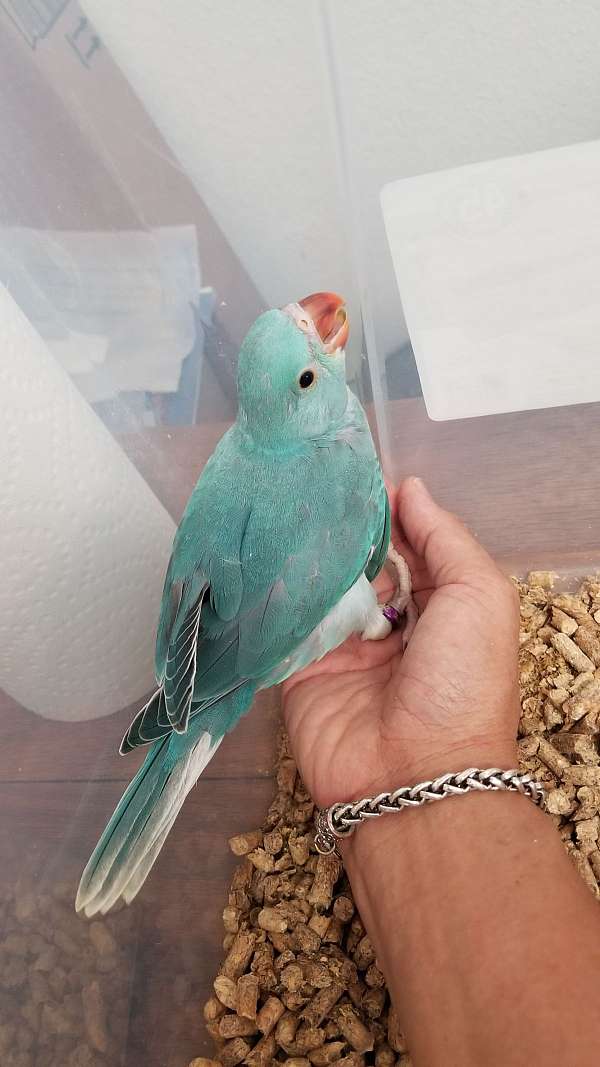 blue-bird-for-sale-in-santa-fe-tx