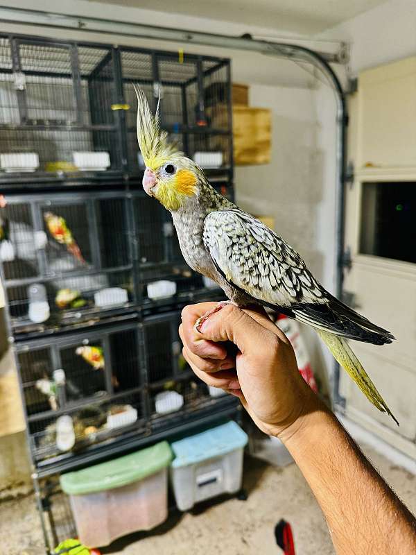 pearl-bird-for-sale-in-stafford-va