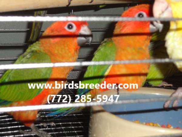 sun-conure-for-sale